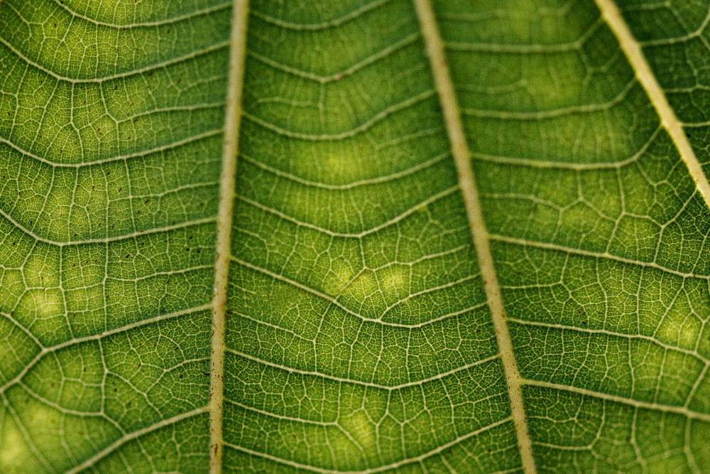 Dark Leafy Greens